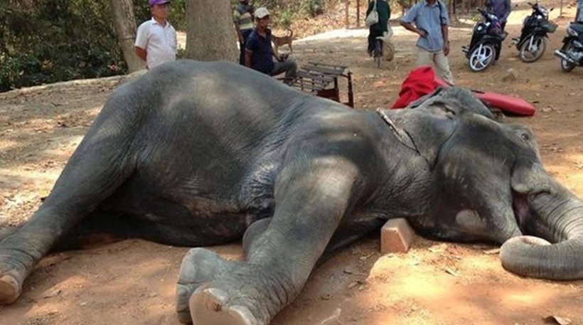 Κατέρρευσε ελέφαντας που μετέφερε τουρίστες στους 40C στην Καμπότζη (φωτό)