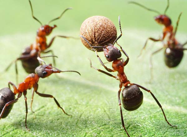 Ετσι θα ξεφορτωθείτε τα μυρμήγκια- Φυσικοί τρόποι για να γλιτώσετε!
