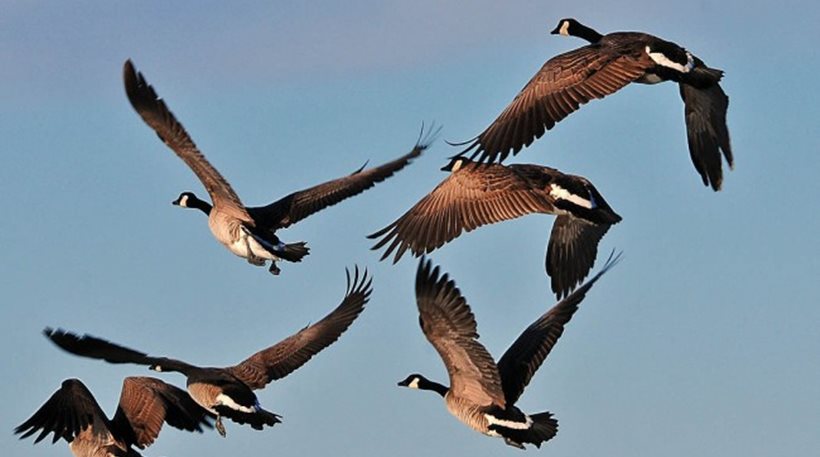 Εντυπωσιακό βίντεο: Ακούστε τον ήχο που κάνουν τα πουλιά όταν πετούν