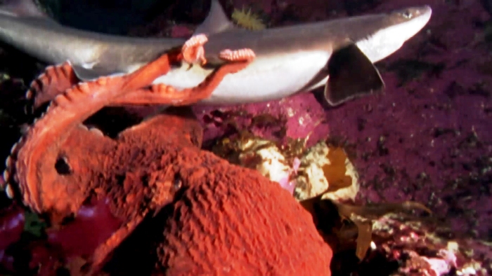 Eπική μάχη χταποδιού και καρχαρία (video)