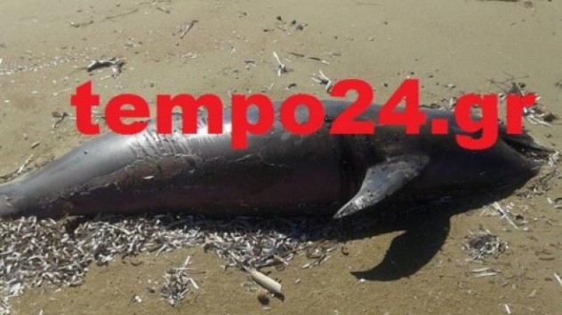 Ένα νεκρό δελφίνι ξεβράστηκε στην παραλία της Καλογριάς