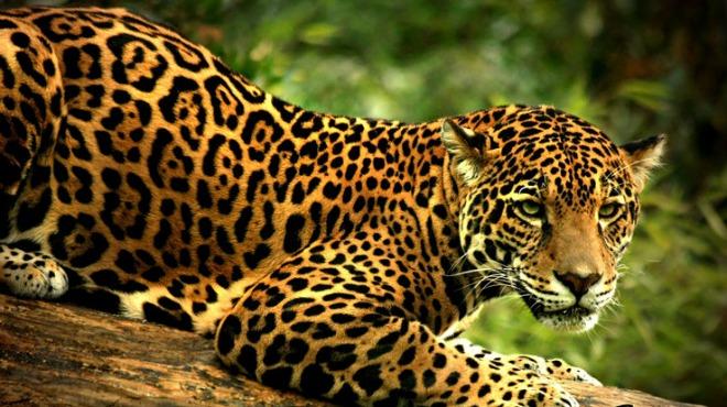 Η επίθεση ενός Jaguar σε … κροκόδειλο [βίντεο]