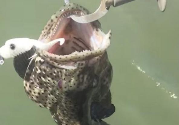 Ανοιξε το στόμα του ψαριού που ψάρεξε… και πετάχτηκε ένα φίδι! (βίντεο)
