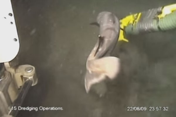 Αντλία καθαρισμού του βυθού ρουφάει έναν … καρχαρία [βίντεο]