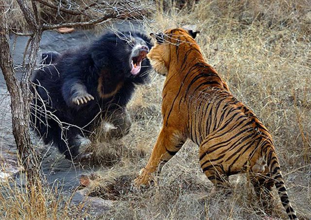 Μάχη μέχρι θανάτου: Δύο τίγρεις εναντίον αρκούδας [βίντεο]