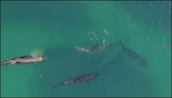 Αυστραλία: Drone καταγράφει επίθεση 4 φαλαινών σε καρχαρία [βίντεο]