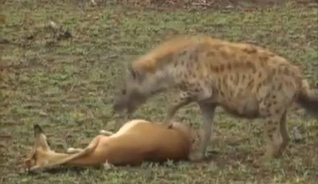 Γαζέλα «τρολάρει» ύαινα και γλυτώνει από του χάρου τα δόντια (video)