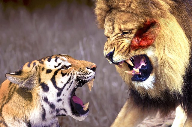 Μάχη μέχρις εσχάτων: Λιοντάρι εναντίον τίγρη [βίντεο]