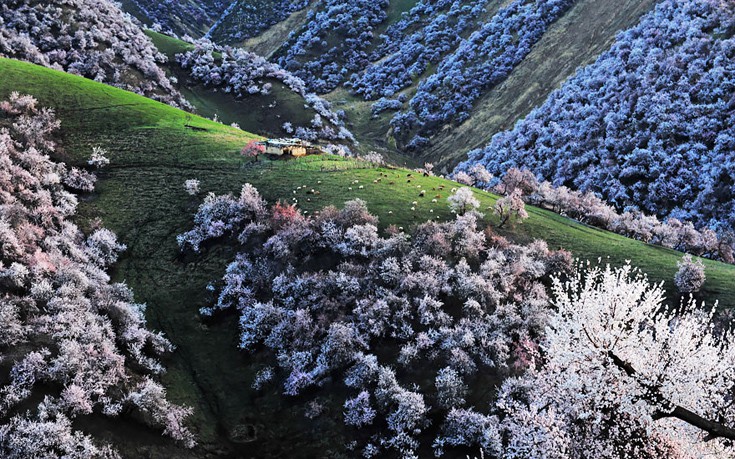 apricot-valley-2