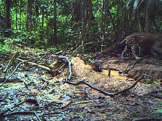 Τοποθέτησε κάμερα στον Αμαζόνιο – Δείτε τι κατέγραψε στο τροπικό δάσος (vid)