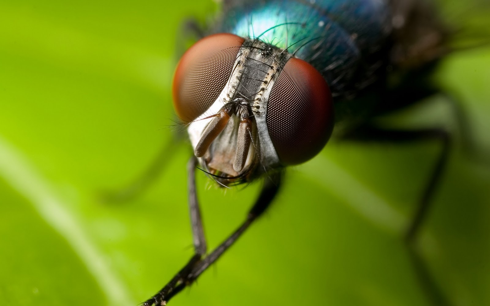 5 φυσικοί τρόποι για να διώξετε τις μύγες από το σπίτι σας