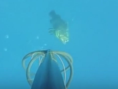 Η στιγμή που ψαροντουφεκάς πιάνει ροφό 20 κιλών – Δείτε το υποβρύχιο βίντεο