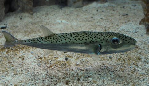 Κρήτη: Νέα προειδοποίηση για τον λαγοκέφαλο και άλλα ψάρια από το Σουέζ