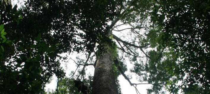 Το ψηλότερο δέντρο του κόσμου (89,5 μέτρα) βρίσκεται στη Μαλαισία (φωτό)