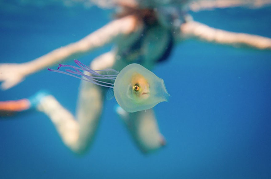 Εκπληκτικά Σπάνιες Φωτογραφίες απεικονίζουν ένα Ψάρι Παγιδευμένο μέσα σε μία Μέδουσα!