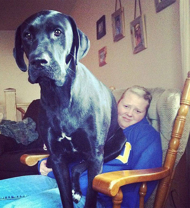 perierga.gr - Zώα που αγνοούν πόσο μεγάλα είναι!