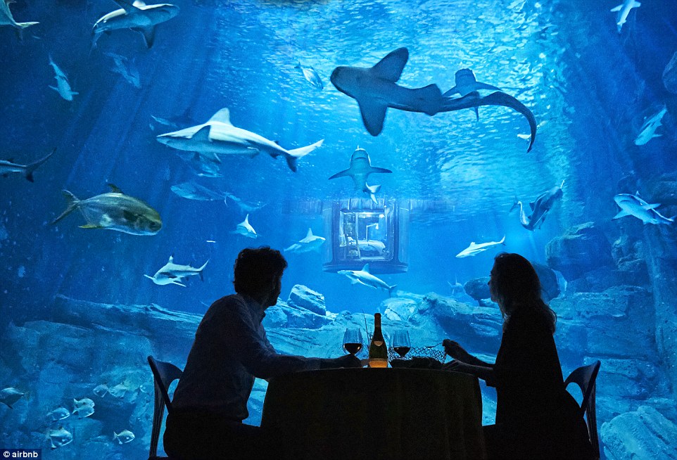 The guests will also enjoy a meal in front of the shark tank as part of their evening, after a tour of the aquarium 