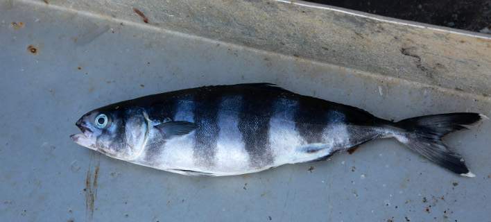 Αγνωστο είδος ψαριού αλιεύτηκε στη Μυτιλήνη (φωτό)