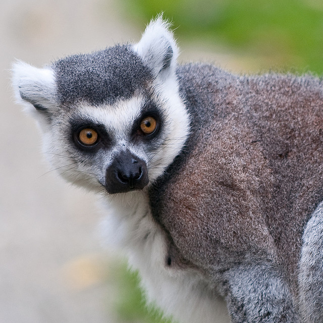 Perierga.gr - Λεμούριοι, ένα είδος προπίθηκου