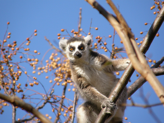 Perierga.gr - Λεμούριοι, ένα είδος προπίθηκου