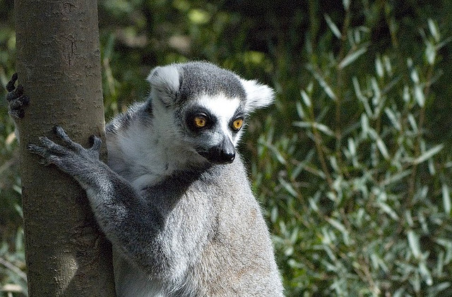 Perierga.gr - Λεμούριοι, ένα είδος προπίθηκου