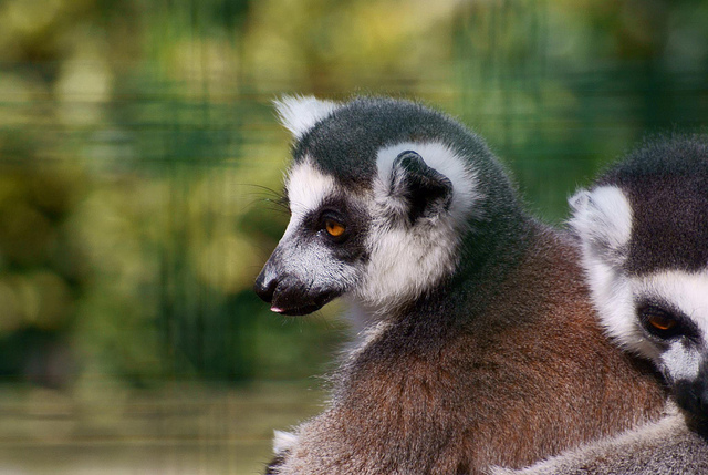 Perierga.gr - Λεμούριοι, ένα είδος προπίθηκου