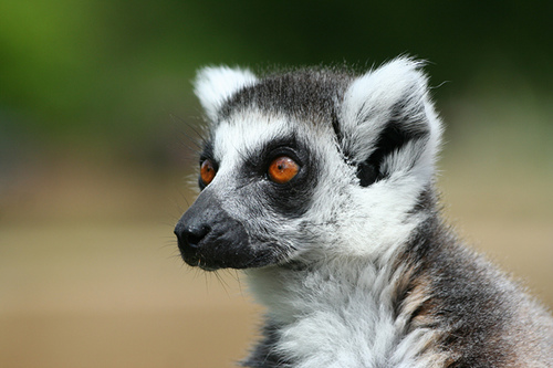 Perierga.gr - Λεμούριοι, ένα είδος προπίθηκου