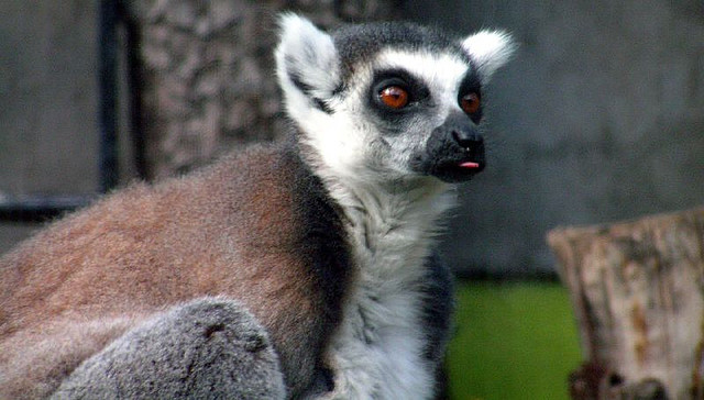 Perierga.gr - Λεμούριοι, ένα είδος προπίθηκου