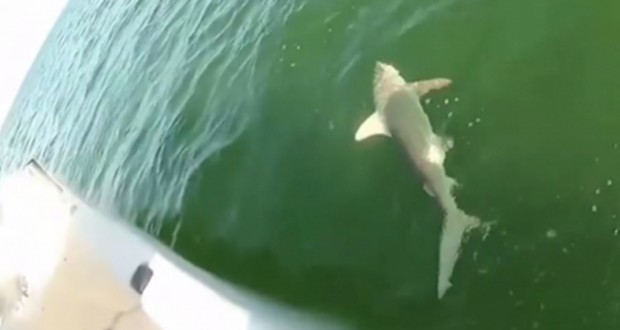 Θαλάσσιο «τέρας» καταπίνει καρχαρια! (βίντεο)