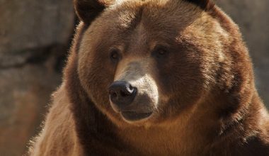 Φθιώτιδα: Αρκούδα επιτέθηκε σε 63χρονο βοσκό