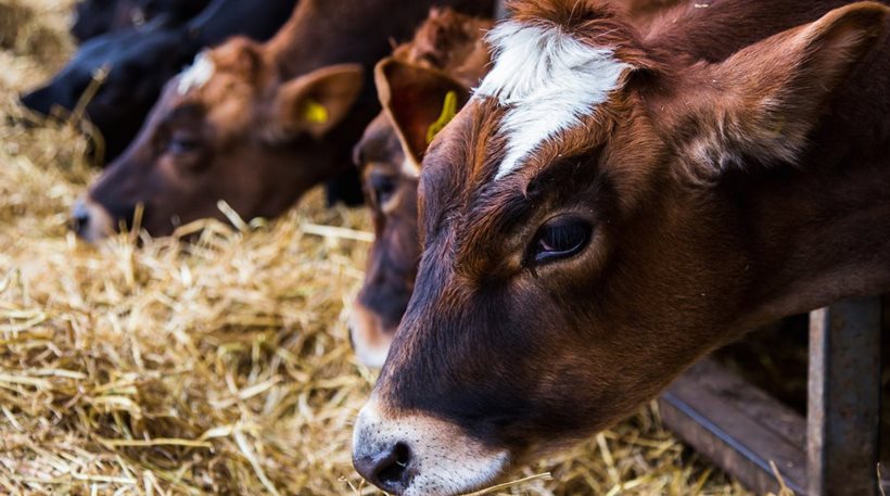 Έκτακτα μέτρα σε Καλάβρυτα και Αιγιάλεια για κρούσμα οζώδους δερματίτιδας σε βοοειδή