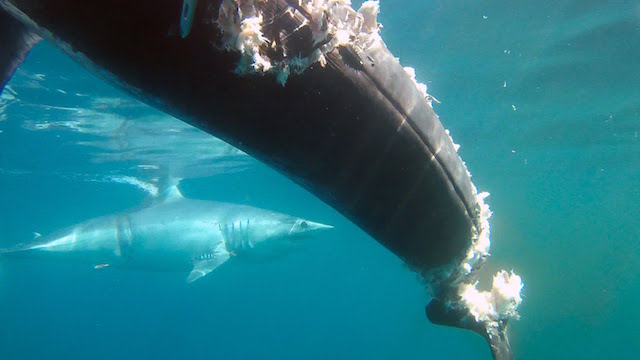 Καρχαρίας επιτίθεται σε βάρκα ψαράδων για τους… πάρει τον ξιφία! (vid)
