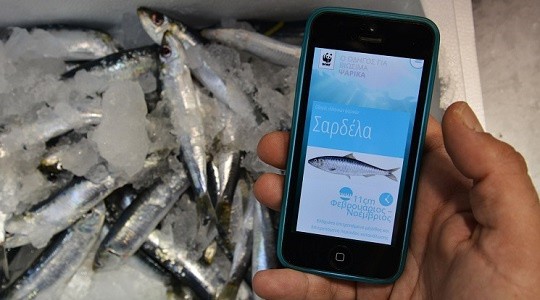 Fish Guide: Το «λυσάρι» της WWF για να ψωνίζετε φρέσκα ψάρια (vid)