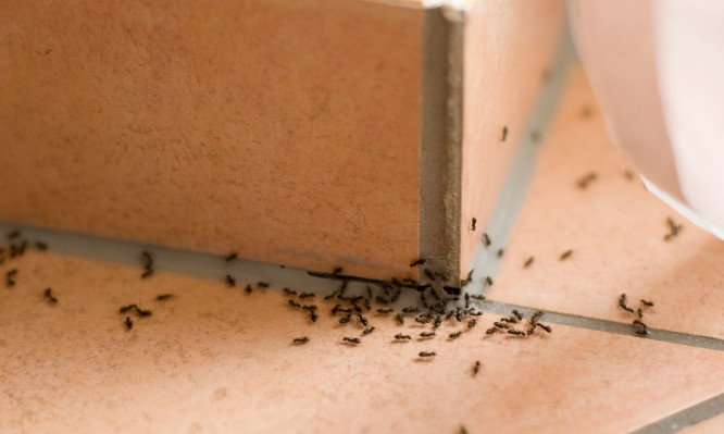 Πώς θα απαλλαγείτε οριστικά από τα μυρμήγκια στο σπίτι