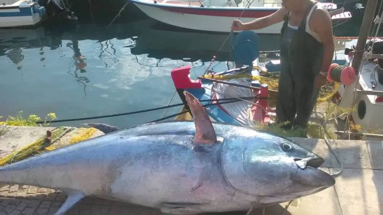 Κεφαλονιά: Έκπληξη 220 κιλών στα δίχτυα ενός ψαρά (φωτό)