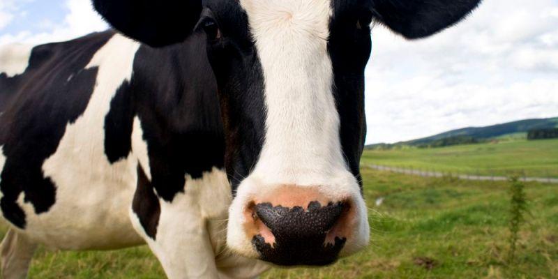 Η μητέρα Φύση έχει βάλει στο… στόχαστρο τα ζώα: Κεραυνός σκοτώνει 19 αγελάδες (φωτό)