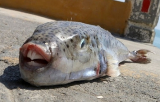 Ρόδος: Κοπάδι λαγοκέφαλων επιτέθηκε σε ψαροντουφεκά