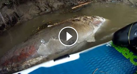 Επαθε… πλάκα όταν είδε τι ψάρι είχε πιάσει (βίντεο)