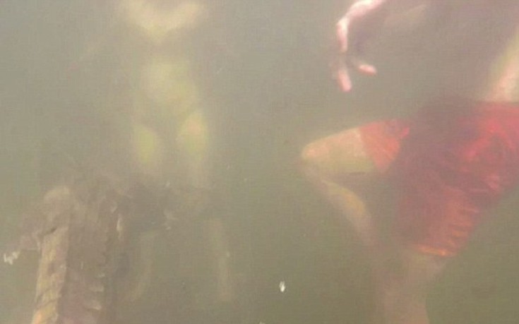 Βίντεο: Ανυποψίαστη οικογένεια κολυμπούσε δίπλα σε κροκόδειλο