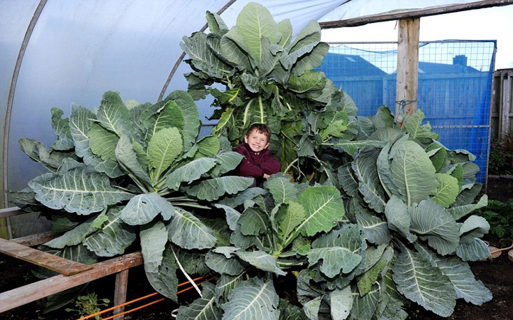 Τα γιγάντια λαχανικά ενός ερασιτέχνη κηπουρού από τη Νότια Ουαλία (φωτό)
