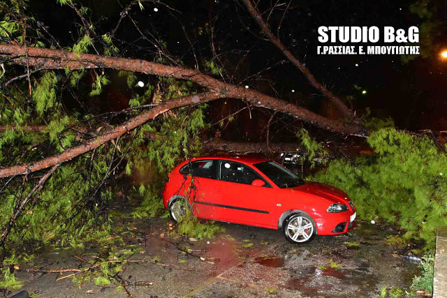 Η κακοκαιρία «χτύπησε» και την Αργολίδα – Περισσότερα από 30 δέντρα έπεσαν από τους σφοδρούς ανέμους (φωτό, βίντεο)