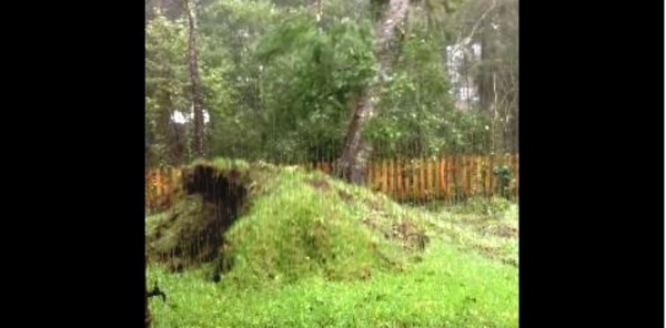 Η στιγμή που ο τυφώνας «Μάθιου» ξεριζώνει τεράστιο δέντρο (βίντεο)