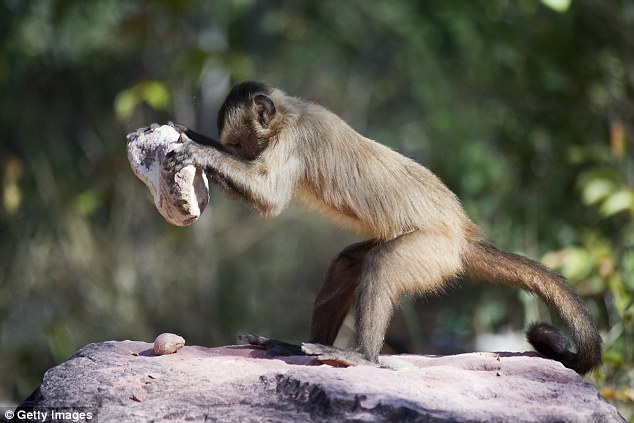 Βίντεο: Πίθηκοι στη Βραζιλία κατασκευάζουν αιχμηρά εργαλεία σπάζοντας πέτρες