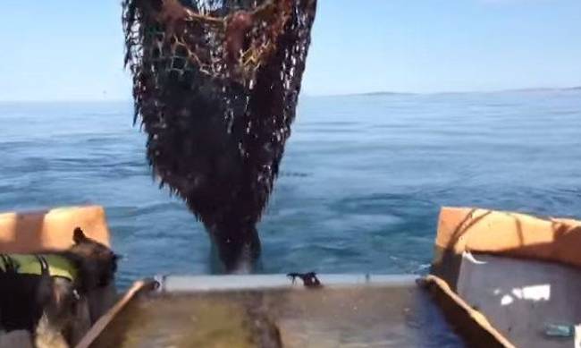 Τράτα σαρώνει το βυθό ωκεανού για… καρχαριάκια (βίντεο)