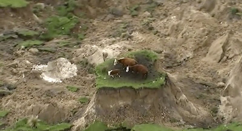Νέα Ζηλανδία: Δείτε πώς σώθηκαν τρεις αγελάδες ενώ ή γη γύρω τους κατέρρεε (βίντεο)