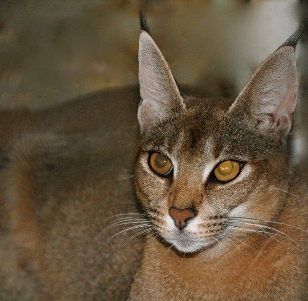 Perierga.gr-Η πιο σπάνια και ακριβή ράτσα γάτας στον κόσμο