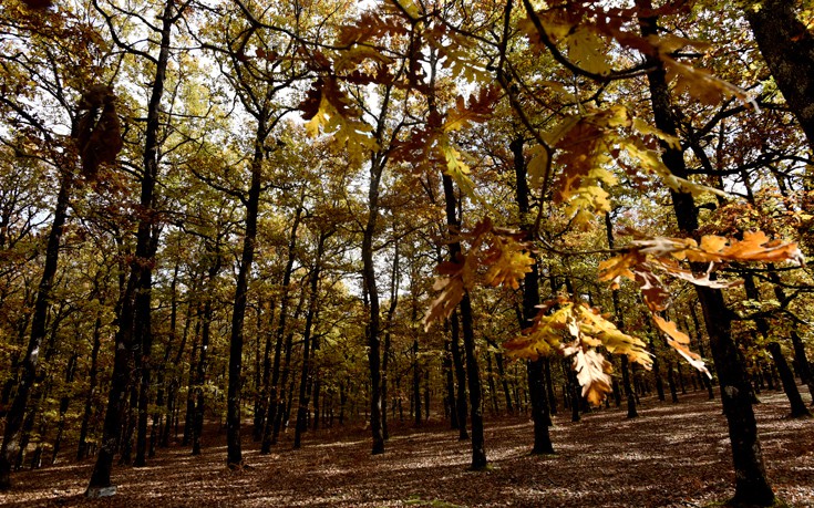 Δάσος Φολόης: To μοναδικής ομορφιάς δρυόδασος της Πελοποννήσου (φωτό)