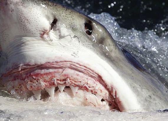 Βίντεο: Ένα θαλάσσιο «τέρας» κατάπιε τον καρχαρία!