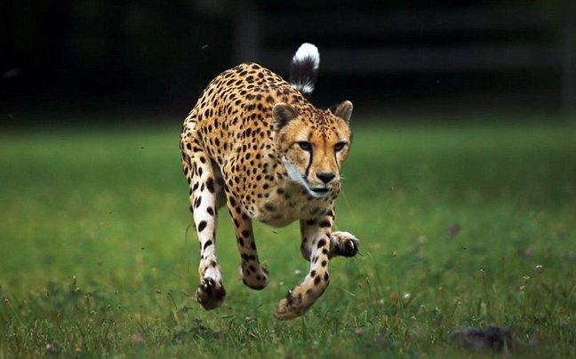 Τσιτάχ: To γρηγορότερο ζώο ξηράς κινδυνεύει με εξαφάνιση