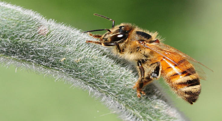 Τι σκοτώνει τις μέλισσες σε όλο τον πλανήτη; Οι επιστήμονες ίσως τελικά έχουν μια εξήγηση